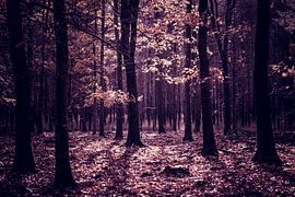 Arbres dans la Veluwe 2 sur tovano.pictures