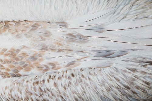 Verenpracht | Veren van een pelikaan
