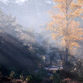 sunbeams in foggy autumn forest by Olha Rohulya
