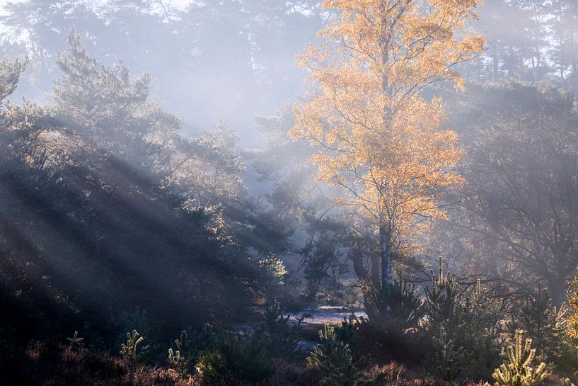 rayons de soleil dans une forêt brumeuse d'automne par Olha Rohulya