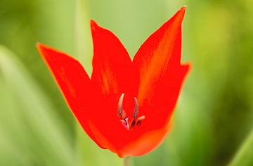 Rode bloem van Focco van Eek