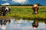 Vaches néerlandaises par Brian Morgan Aperçu
