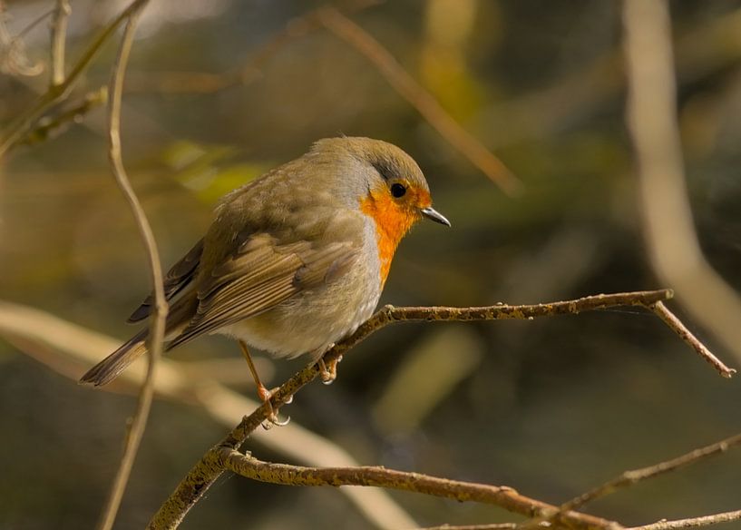 Rotkehlchen auf einem Ast im Wald von Kristof Lauwers