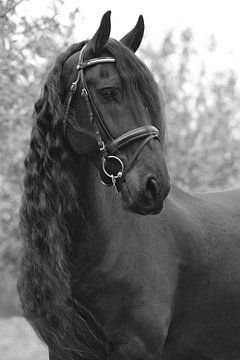 Fries paard van Eveline van Beusichem
