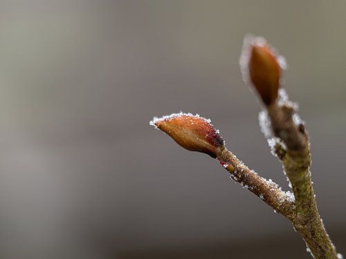 die Natur ist reif