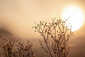 trockene Pflanze in der Sonne von Tania Perneel