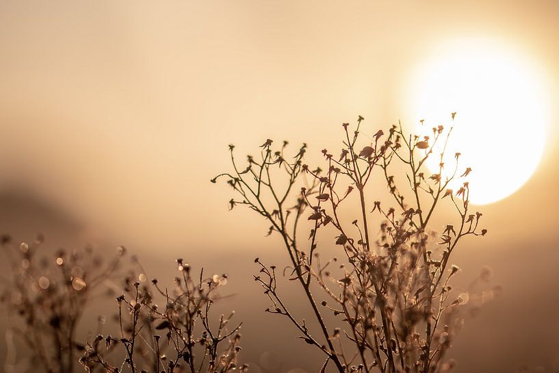 trockene Pflanze in der Sonne von Tania Perneel