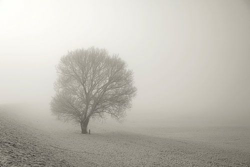 Landschap in de mist