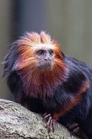 Claw monkey