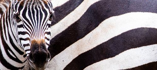 Large and small stripes by Sharing Wildlife