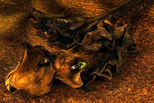 wilted calla's on rusty plate