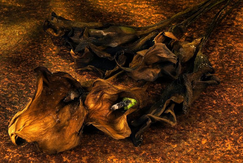 wilted calla&#039;s on rusty plate by Gerhard de Wit