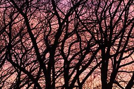 Trees-silhouette by Klaartje Majoor