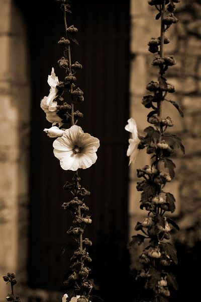 Closeup of a Hollyhock in sepia by Youri Mahieu