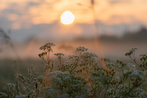 wildpflanze in der morgensonne