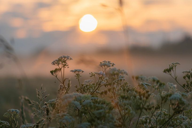 wildpflanze in der morgensonne von Tania Perneel
