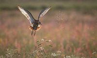 black-tailed godwit