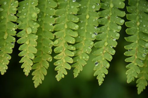 Een varen in het bos