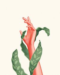 Hand calathea (rattlesnake) lancifolia