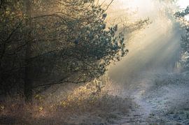 Planken Wambuis part 130 by Tania Perneel