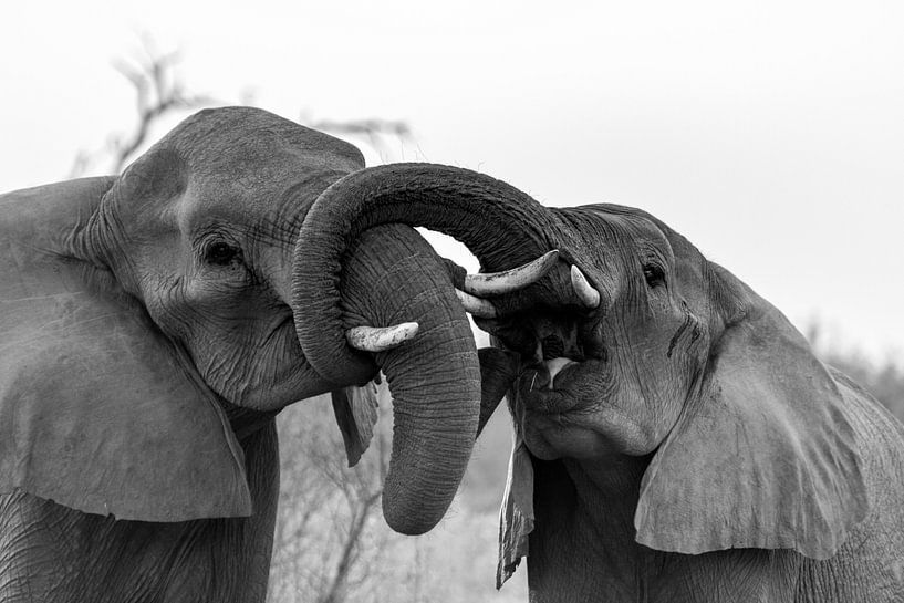 greeting by Marieke Funke