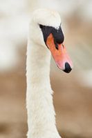 Portrait of a Swan