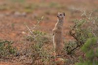 Kosmongoose