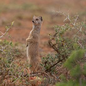 Cosmongoose by Martin van der Kruijk