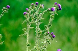 "purple planted in green"