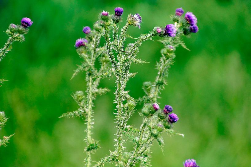 &quot;violett gepflanzt in grün&quot; von wil spijker