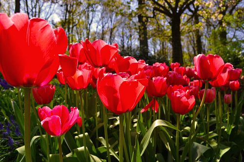Rode tulpen in bos