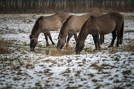 Koniks winter drinking by Jan Georg Meijer