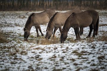 Koniks winter drinken van Jan Georg Meijer