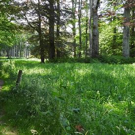 Gijsbert Bos Fotografie Profilfoto