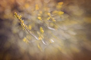 Blurry Spring