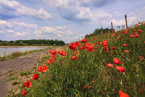 Poppies on the dike