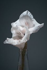 Weiße Gladiole von Johannes Schotanus