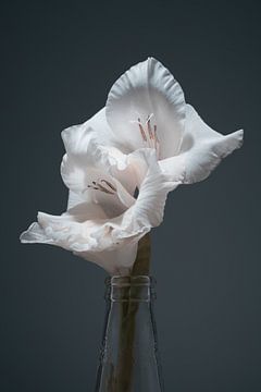 Gladiolus blanc sur Johannes Schotanus