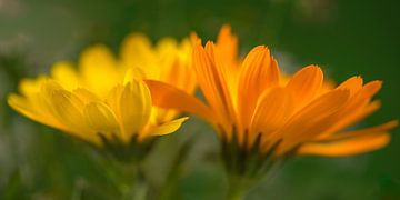 Marigold van Monika Scheurer