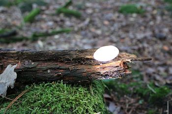 Champignon sur tronc d'arbre