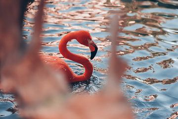 Flamingo in the water by Madinja Groenenberg