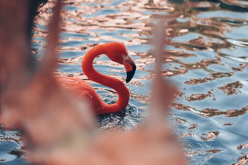 Flamingo in the water