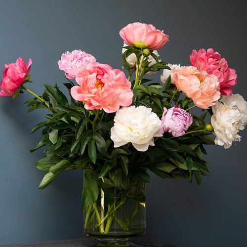 Peonies by Je Lo