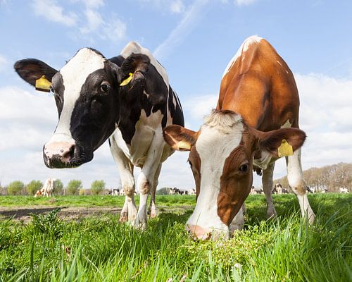 Nahaufnahme von schwarz und rot gefleckten Kühen auf einer Wiese