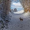 Curious hare on a snowy hollow road in southern Limburg by John Kreukniet