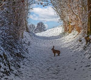 Nieuwsgierige haas op een besneeuwde holle weg in Zuid-Limburg