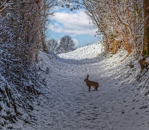 Nieuwsgierige haas op een besneeuwde holle weg in Zuid-Limburg van John Kreukniet