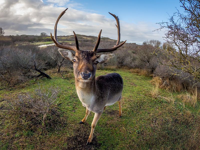 Deer with large antlers in the Dunes - fallow deer by Jolanda Aalbers