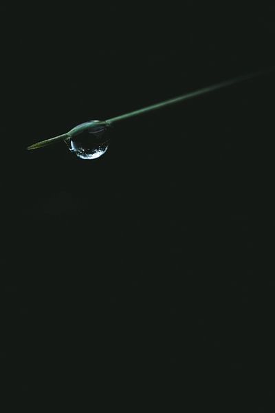 Drop on a needle of a coniferous tree by Jan