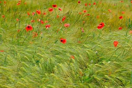 Mohnblumen auf einem Feld